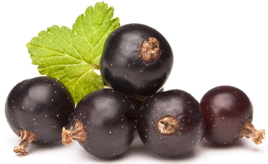 Zwarte bessen met blad