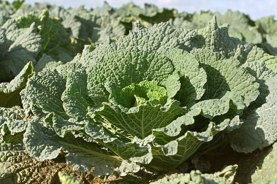 When food is not yet food: Savoy cabbage in the field