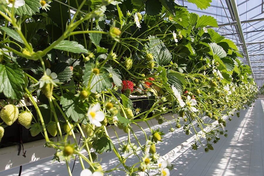Wanneer eten nog geen eten is: Aardbijen in de kas