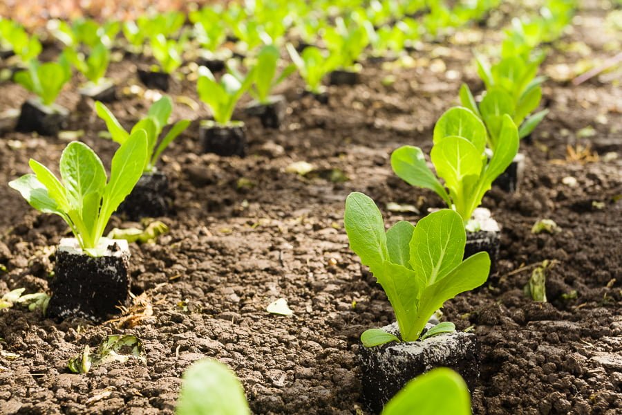 Wanneer eten nog geen eten is: Jonge sla in de kas